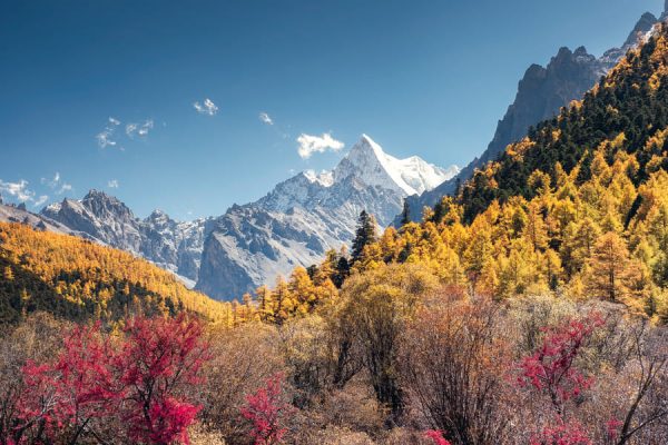 Paisaje de árboles de Shangrila con montañas nevadas de fondo y un cielo despejado.